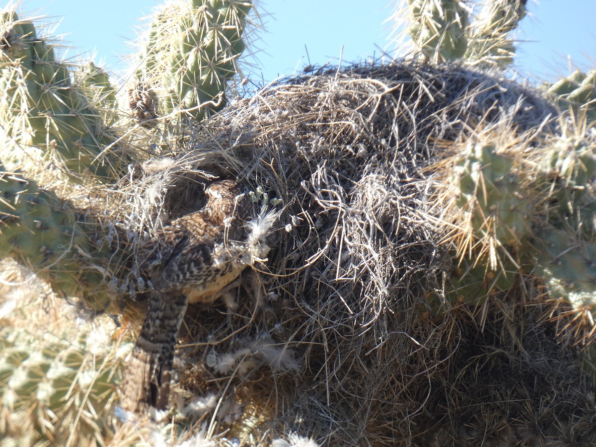 Cactus Wren - Paul Suchanek