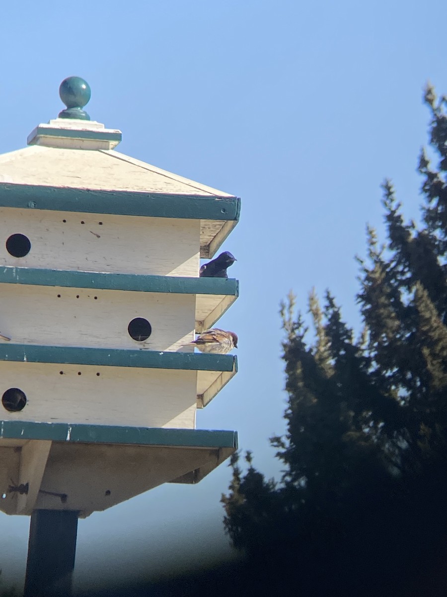 Purple Martin - ML617660320