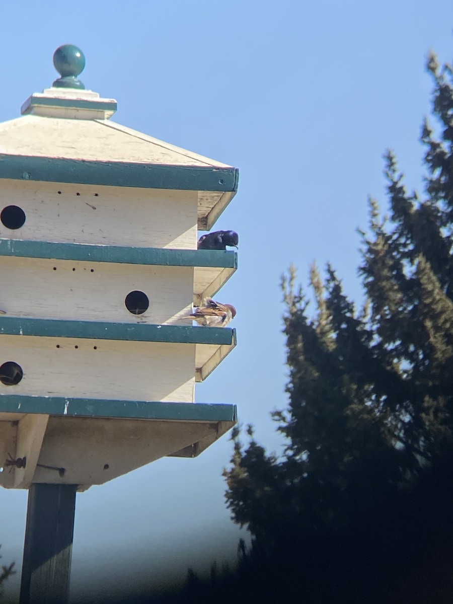 Purple Martin - ML617660321