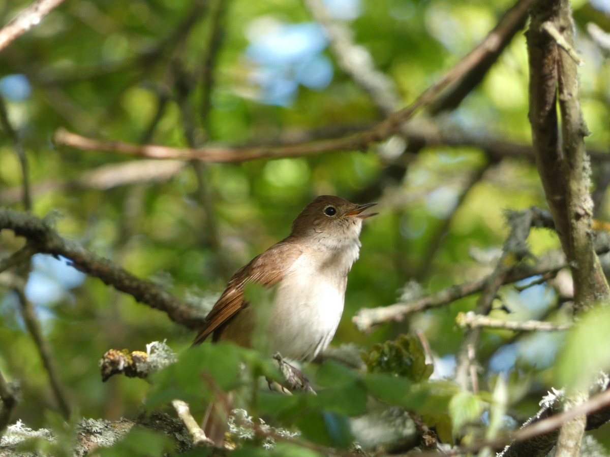 Common Nightingale - Matthew Rowell