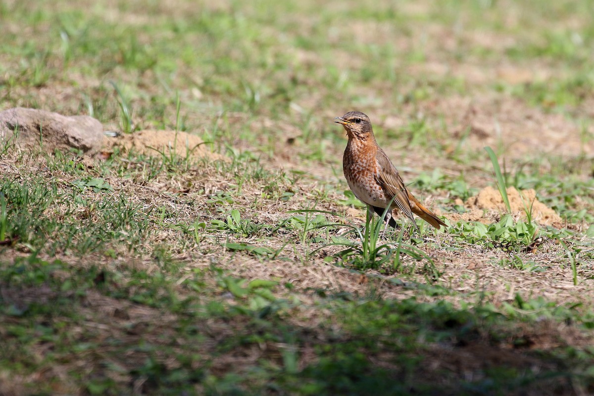 Naumann's Thrush - ML617660344