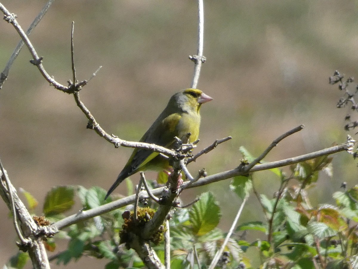 European Greenfinch - Matthew Rowell