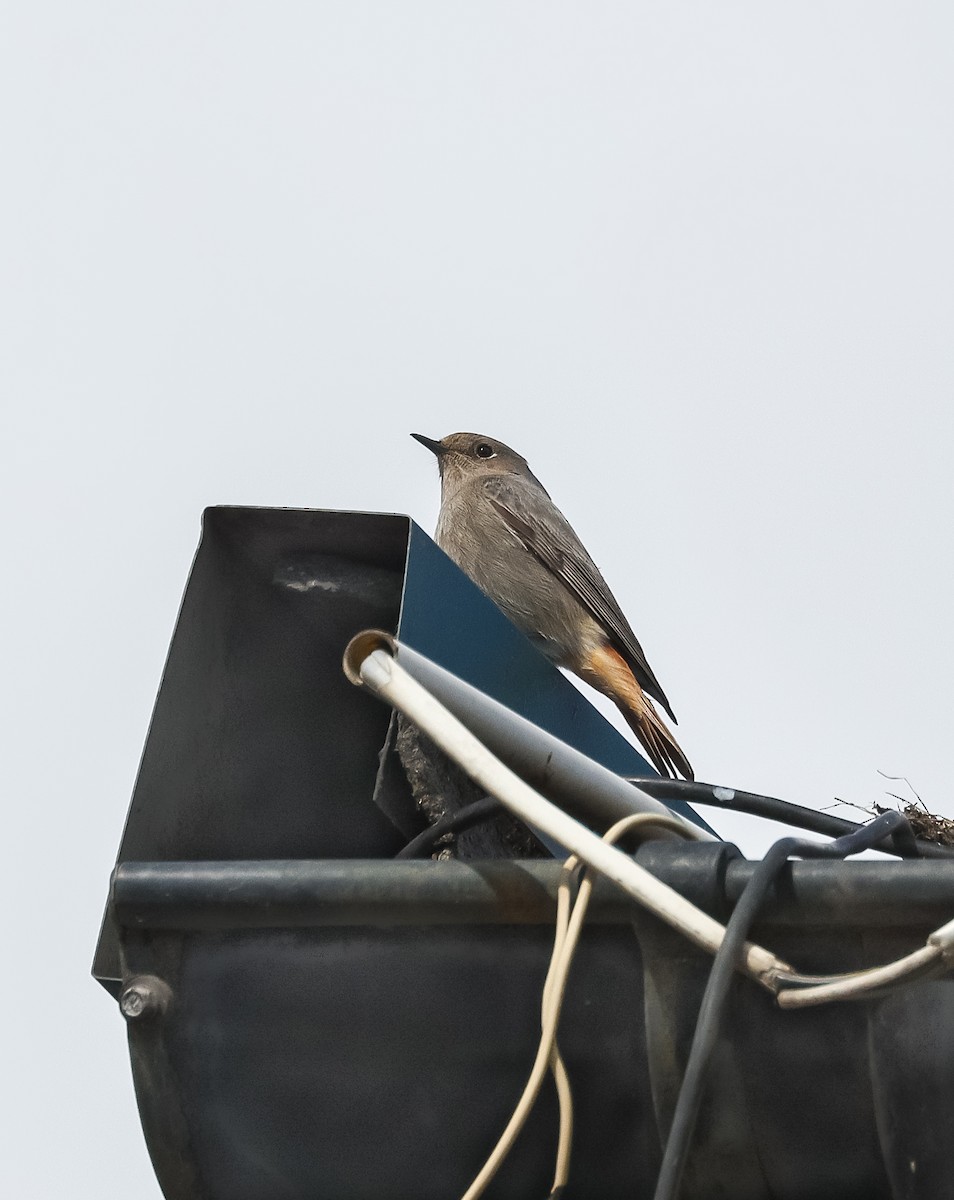 Black Redstart - ML617660369