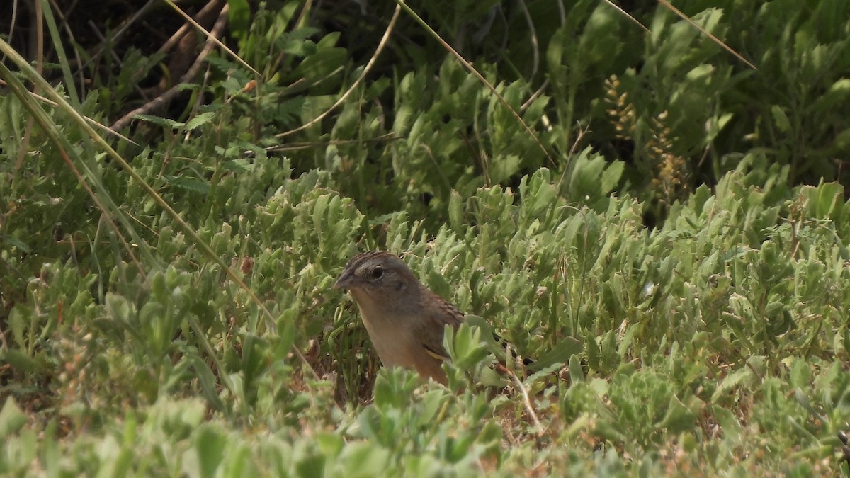 Botteri's Sparrow - Brandon Nooner