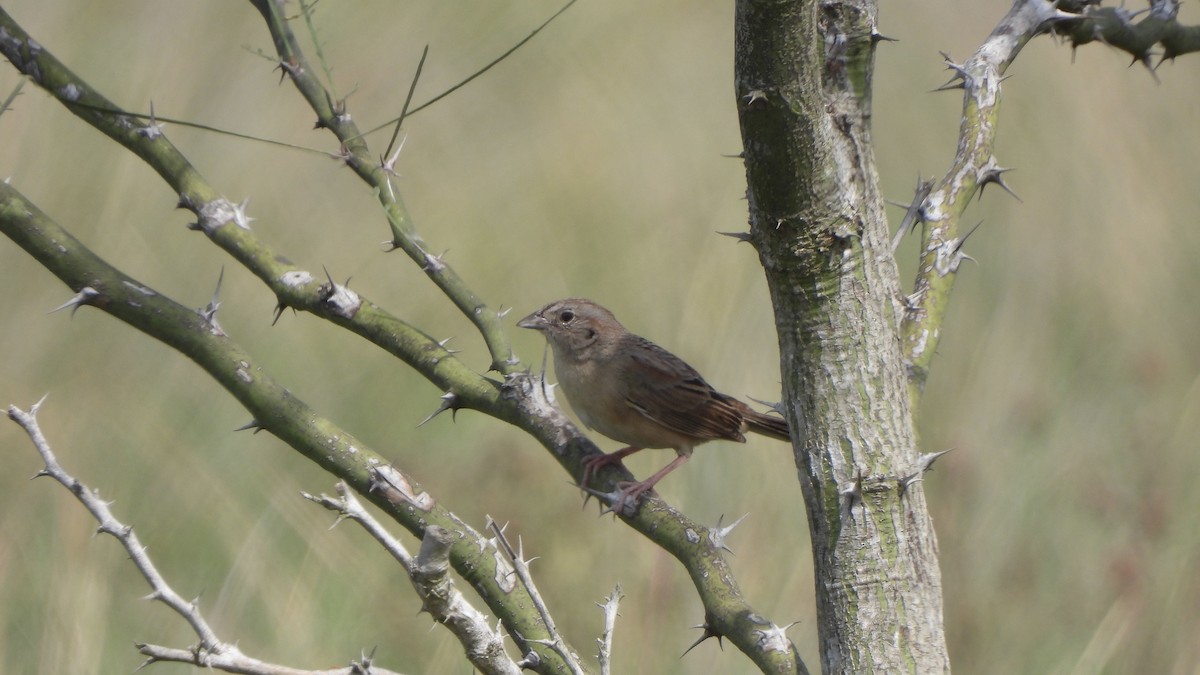 Botteri's Sparrow - Brandon Nooner