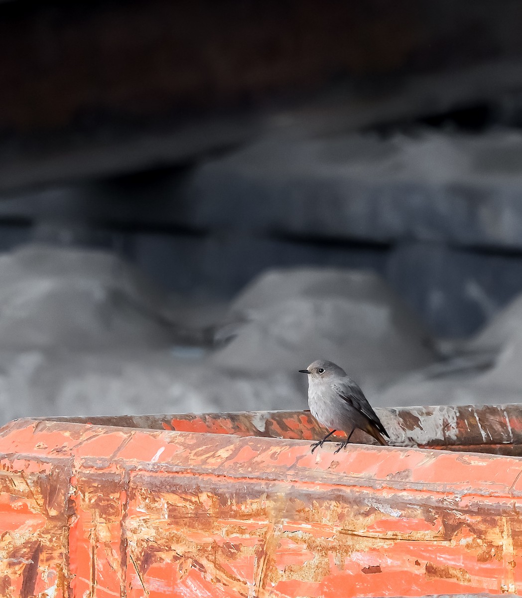 Мойлон гал сүүлт - ML617660476