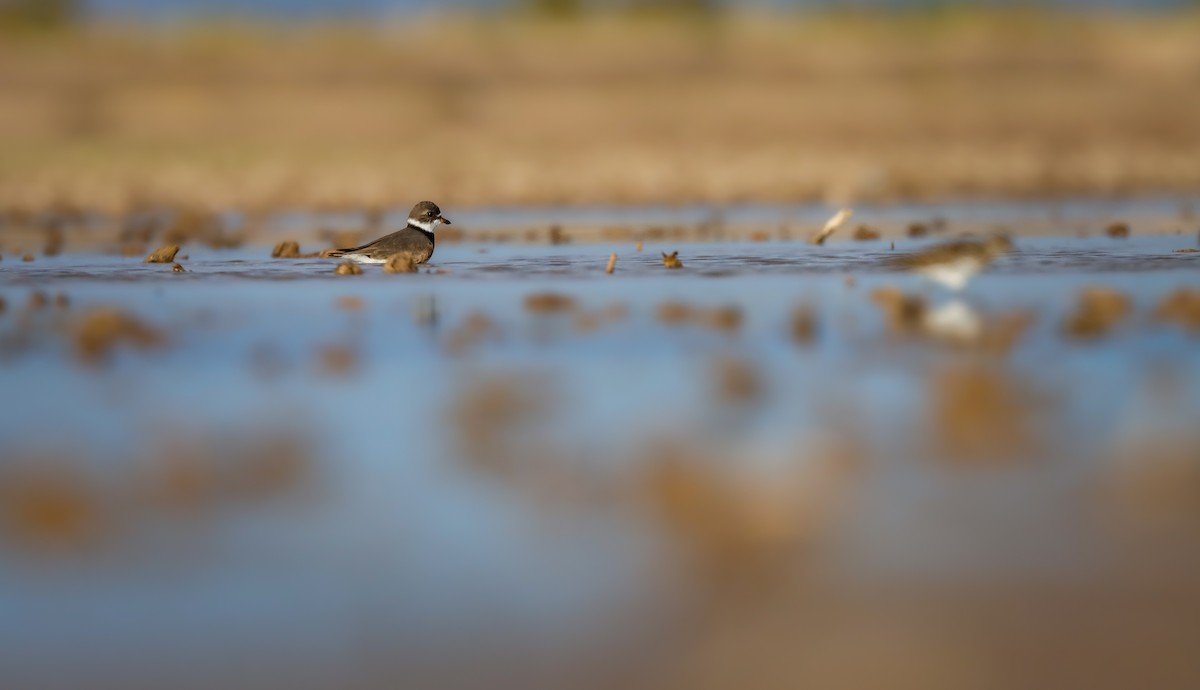 Semipalmated Plover - Andrew Thomas 🦅🪶