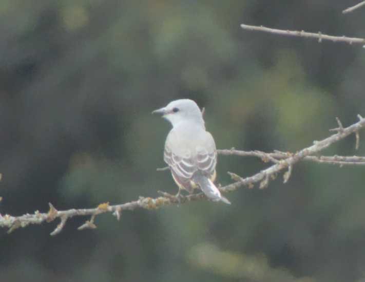 Northern Mockingbird - ML617660500