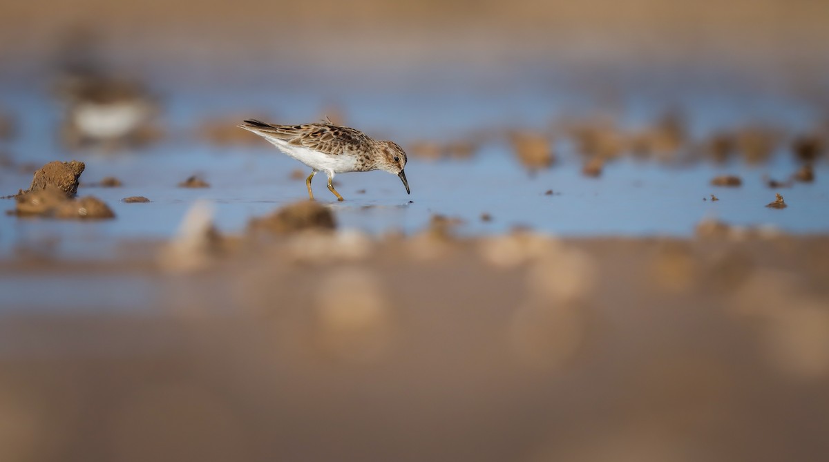 Least Sandpiper - ML617660515