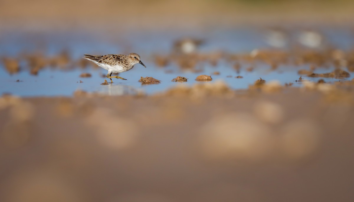 Least Sandpiper - ML617660516