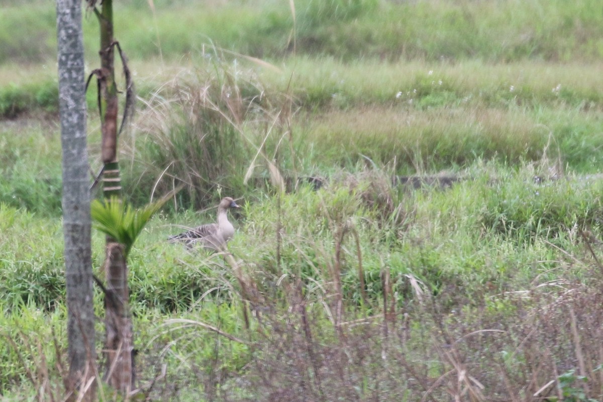 Tundra Bean-Goose - ML617660527