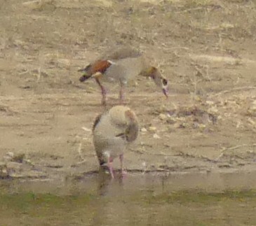 Egyptian Goose - ML617660534