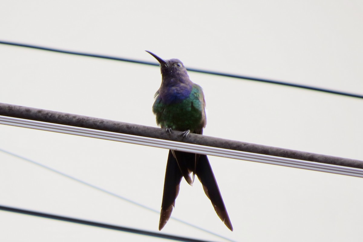 Swallow-tailed Hummingbird - ML617660554