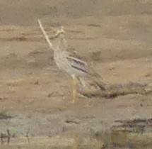 Eurasian Thick-knee - ML617660568