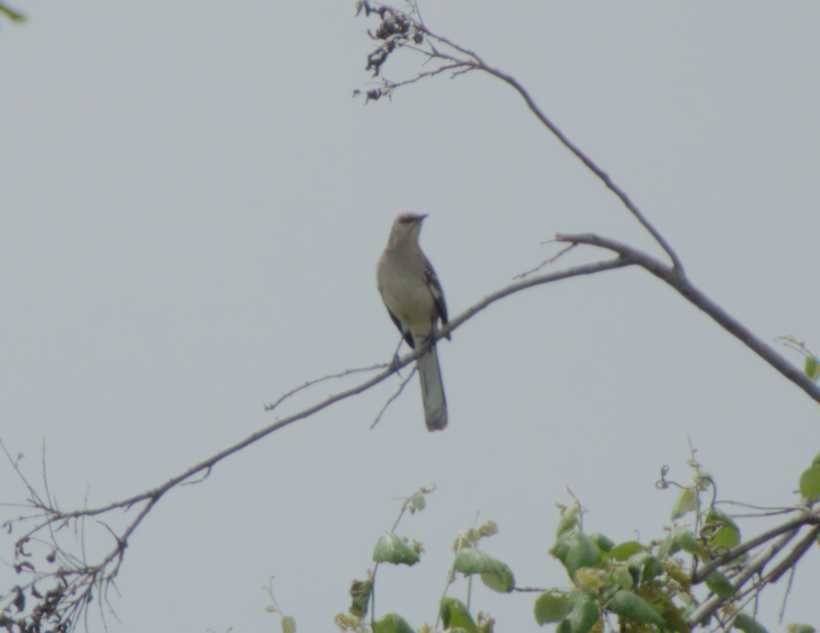 Northern Mockingbird - Caleb Evert