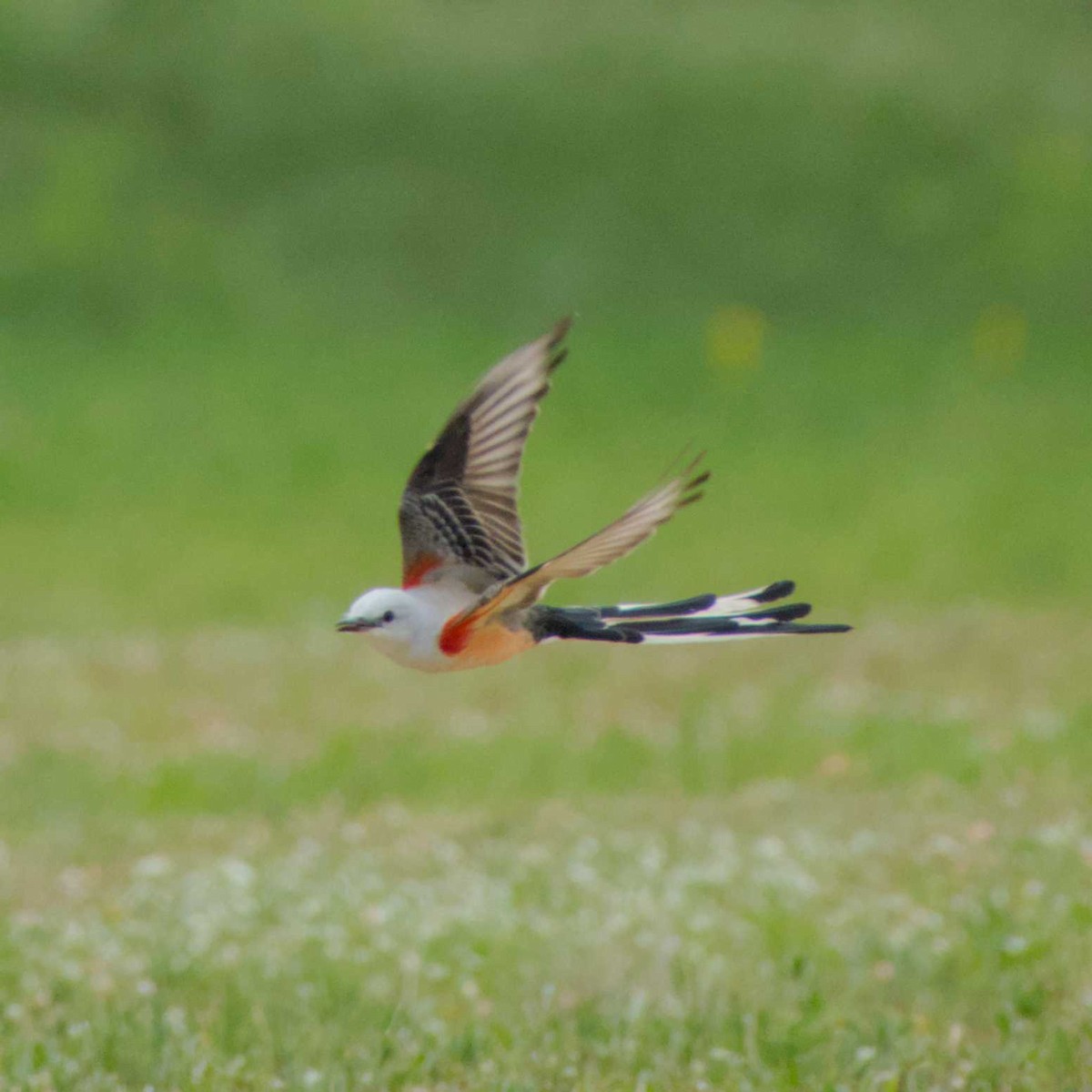 Scissor-tailed Flycatcher - ML617660600