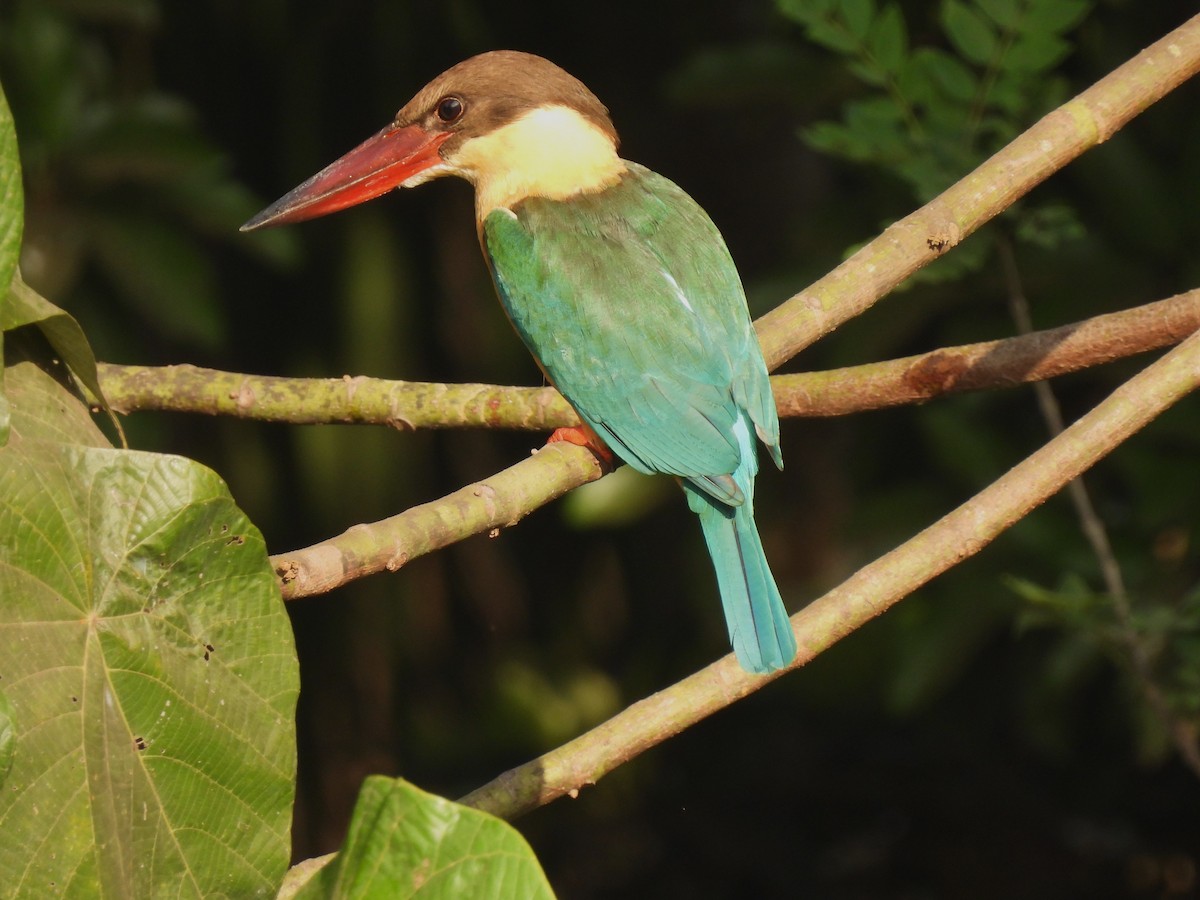 Stork-billed Kingfisher - ML617660643