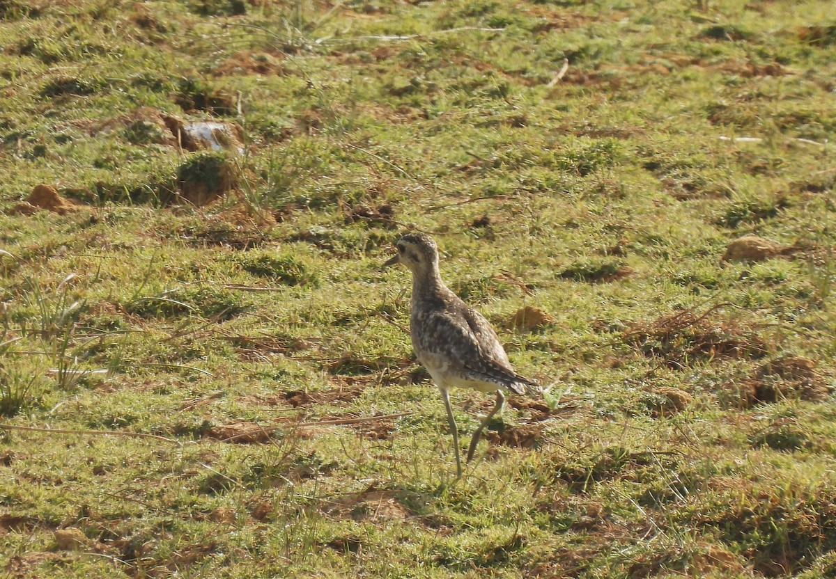 Chorlito Dorado Siberiano - ML617660668