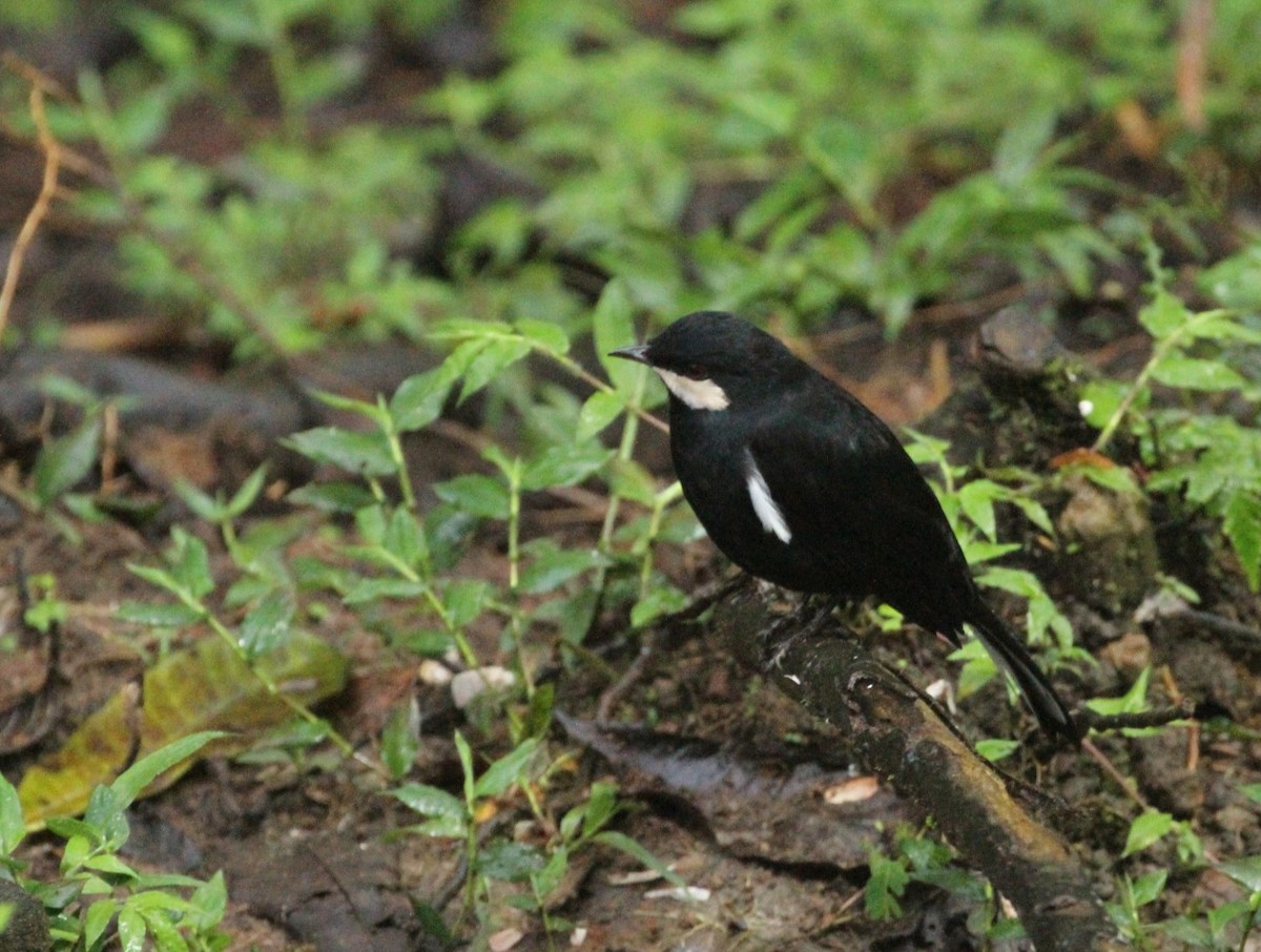 Black Solitaire - ML617660677