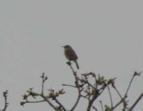 Bewick's Wren - Caleb Evert