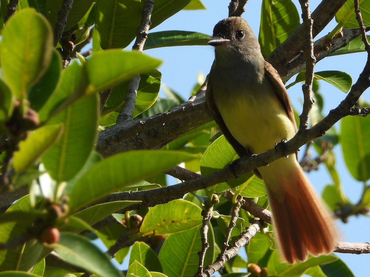 Great Crested Flycatcher - ML617660681