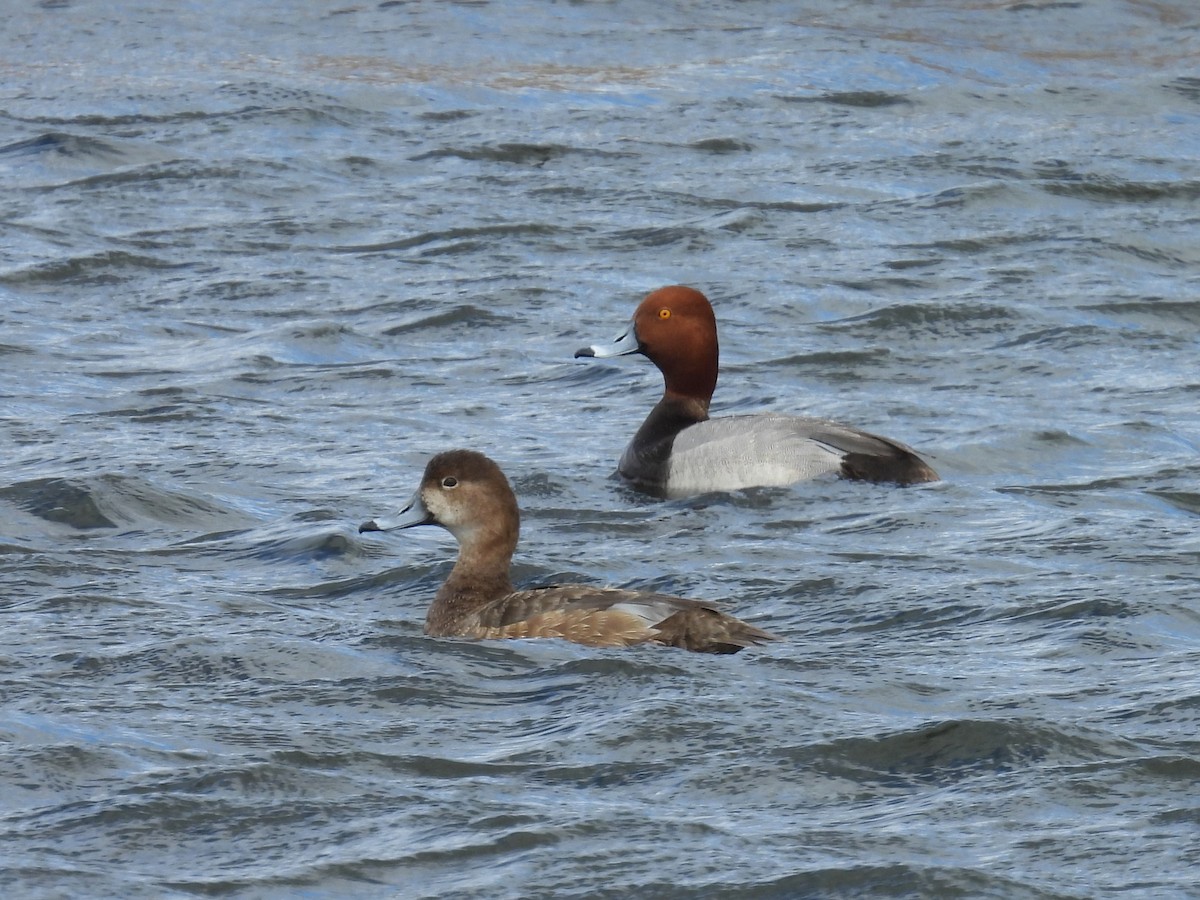 Redhead - ML617660691