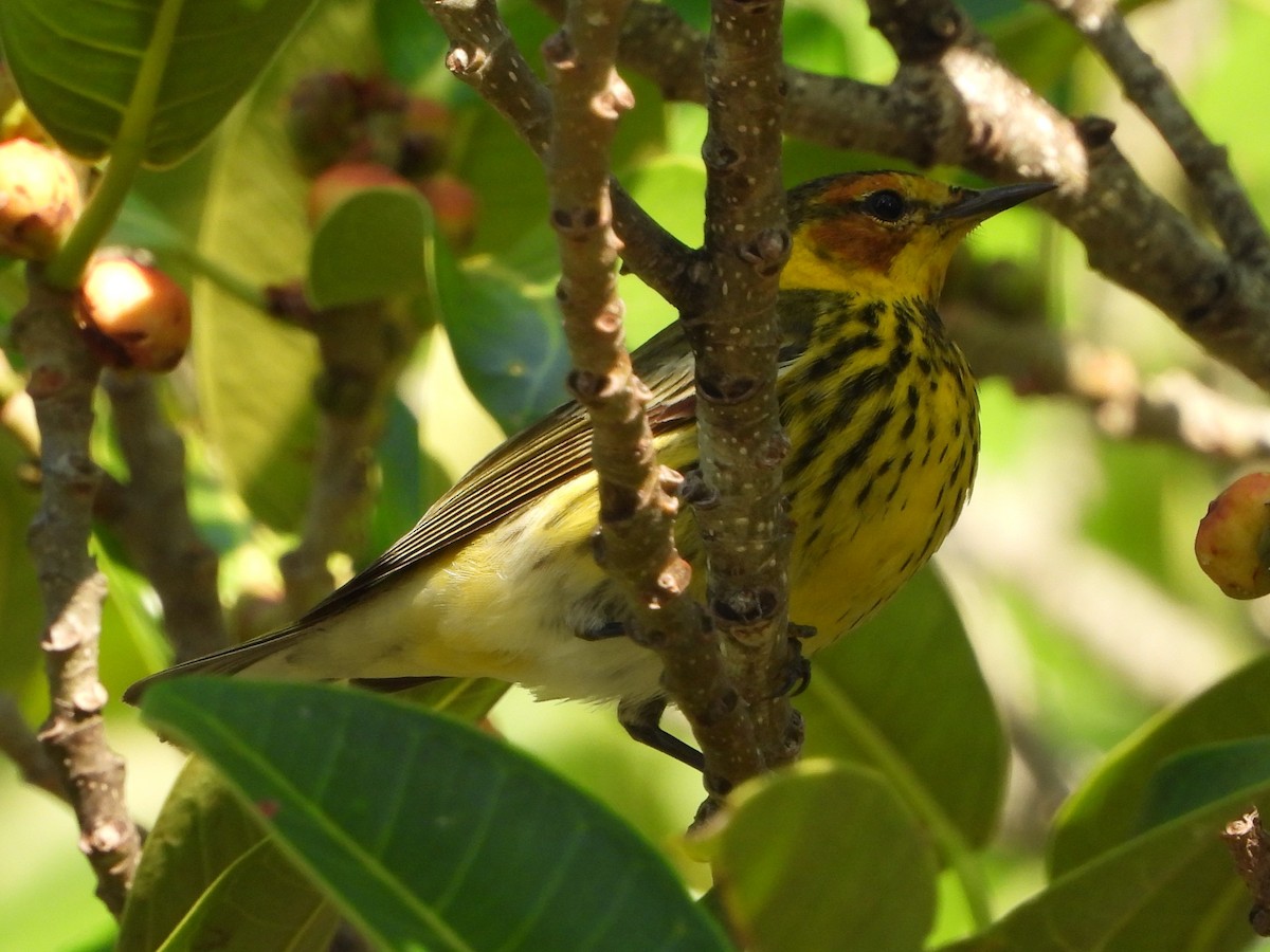 Cape May Warbler - ML617660697