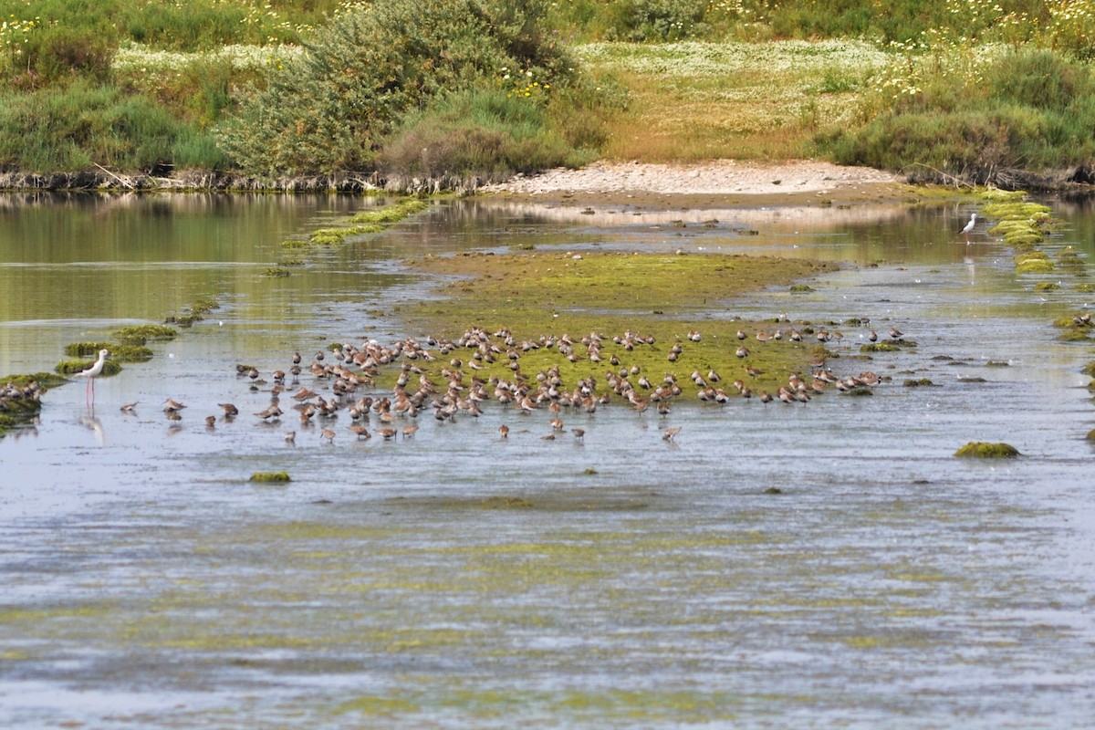 Dunlin - ML617660828