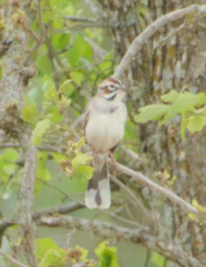 Lark Sparrow - ML617660887