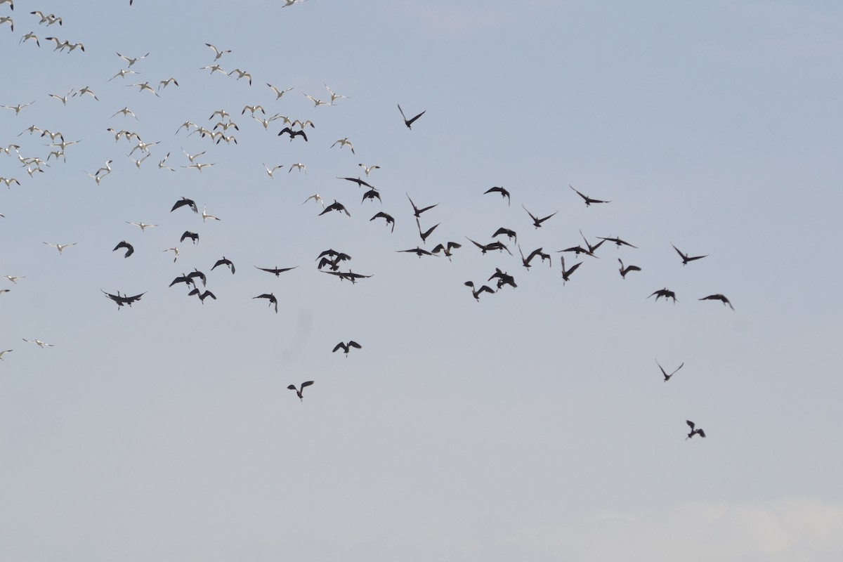 ibis hnědý - ML617660902