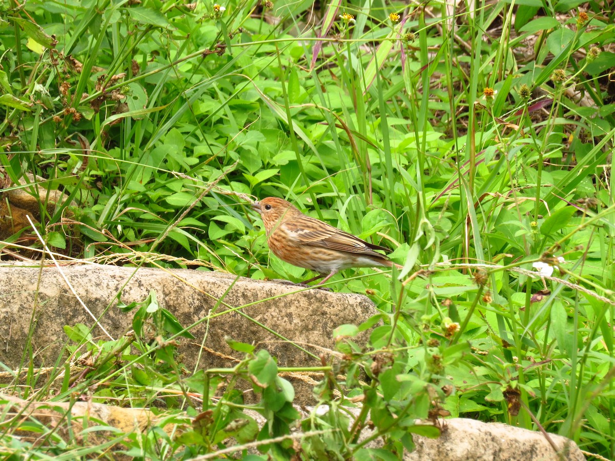 Pallas's Rosefinch - Chih-Wei(David) Lin