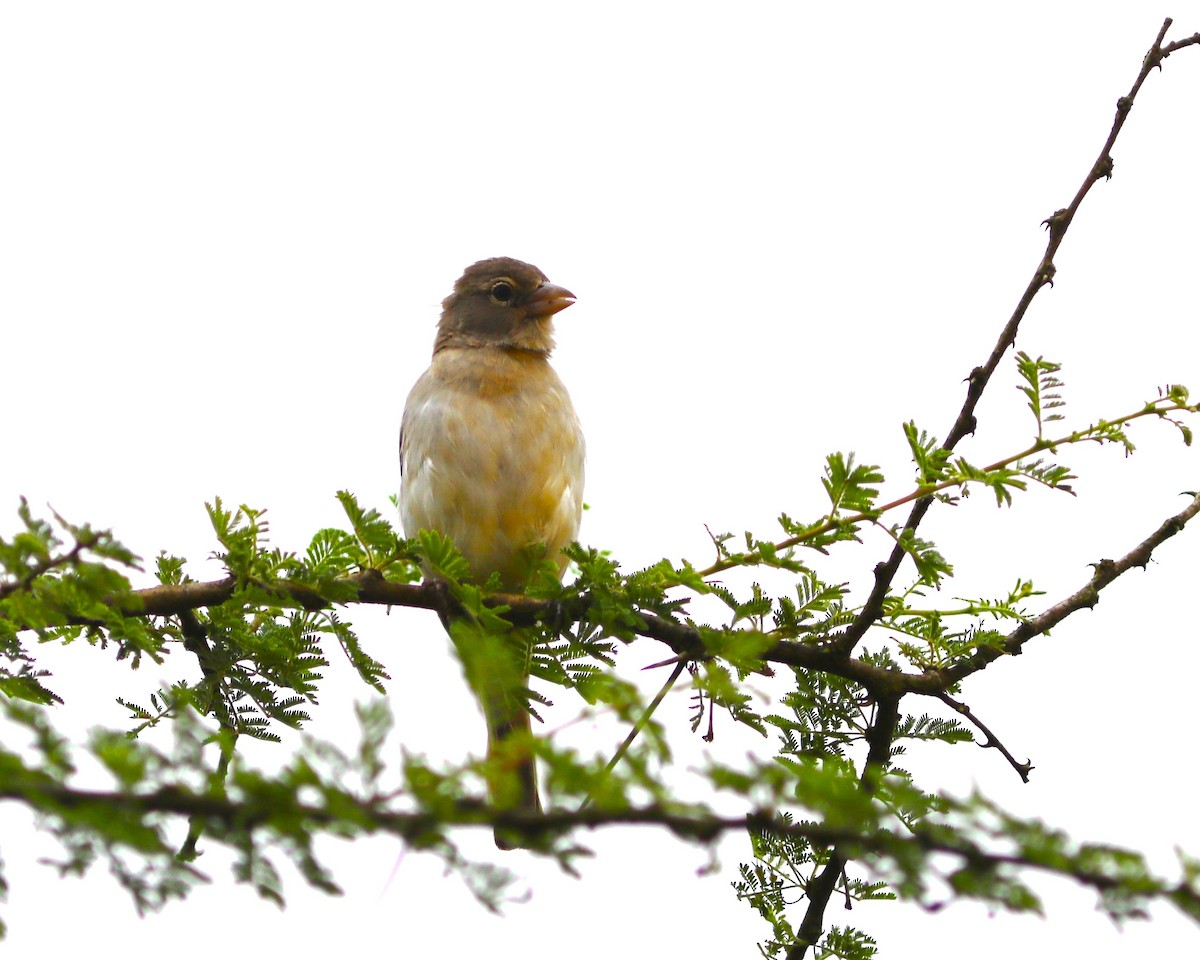 Yellow-spotted Bush Sparrow - ML617660937