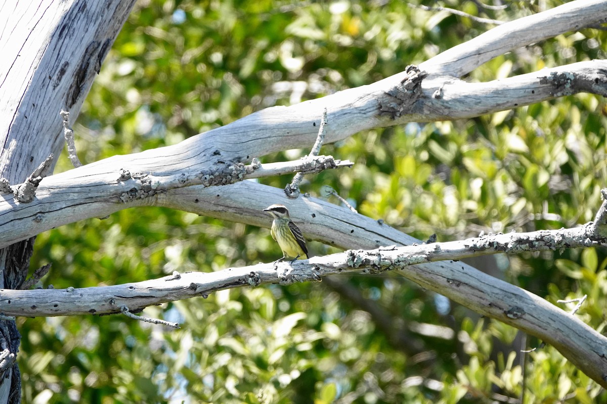 Piratic Flycatcher - ML617660948