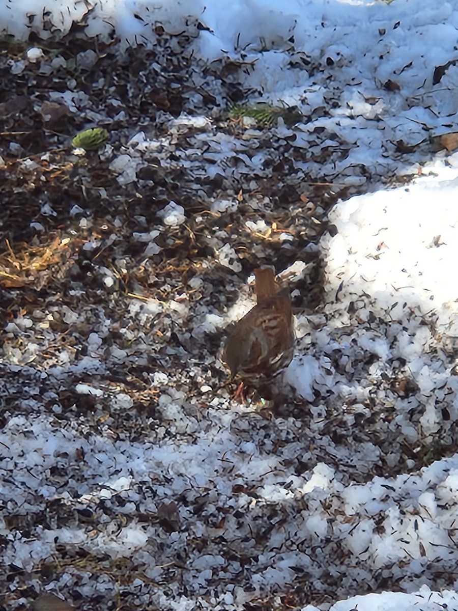 Fox Sparrow - carole martin