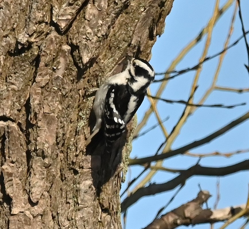 Downy Woodpecker - Regis Fortin