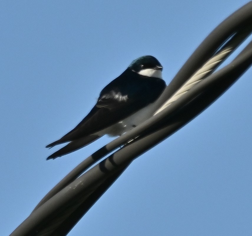 Tree Swallow - Regis Fortin