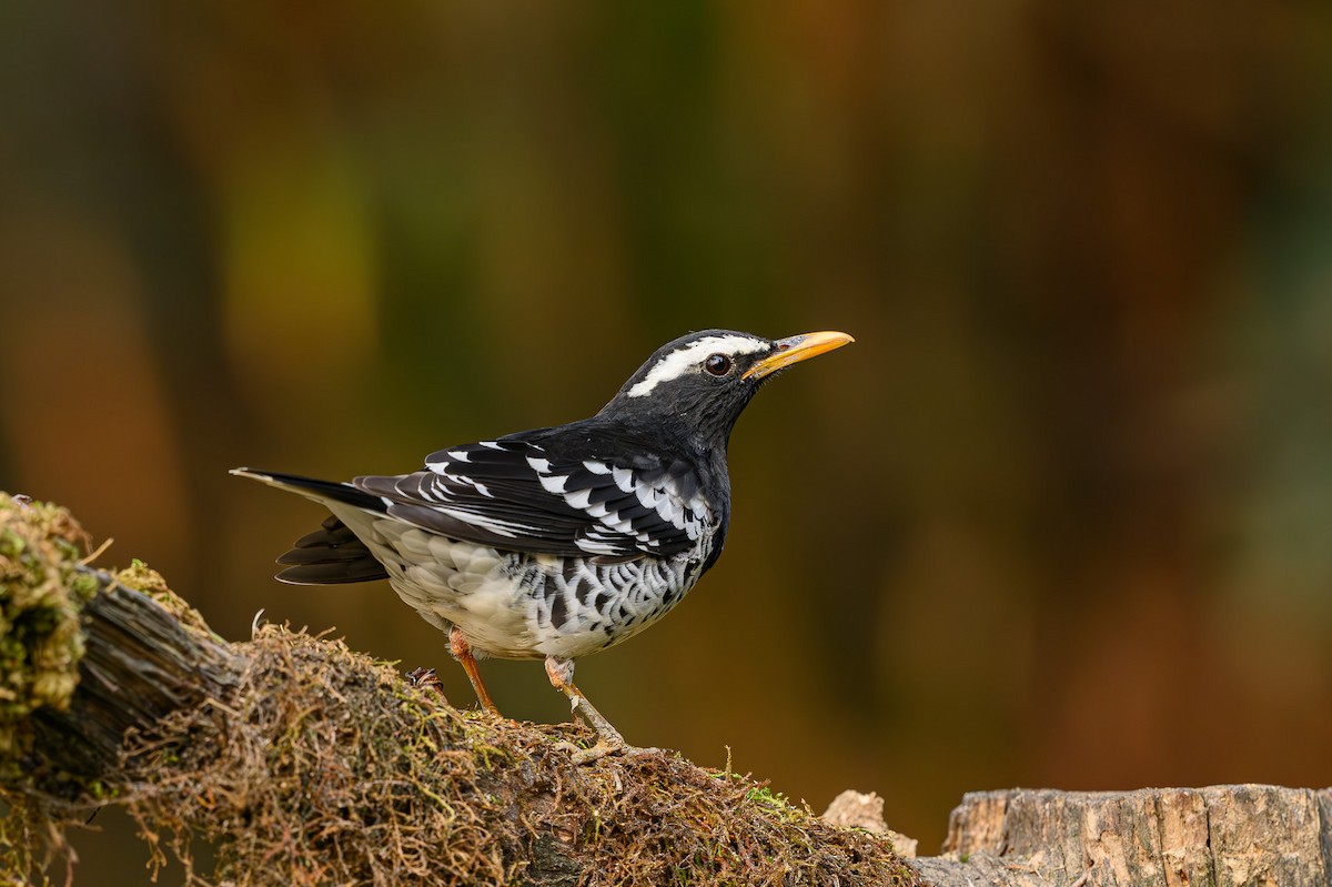 Pied Thrush - ML617661133