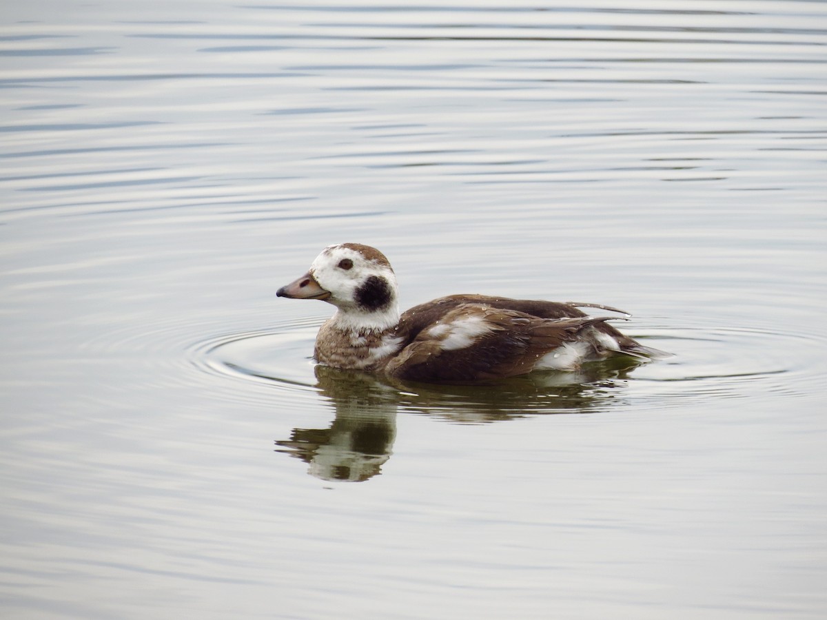 Long-tailed Duck - Chih-Wei(David) Lin