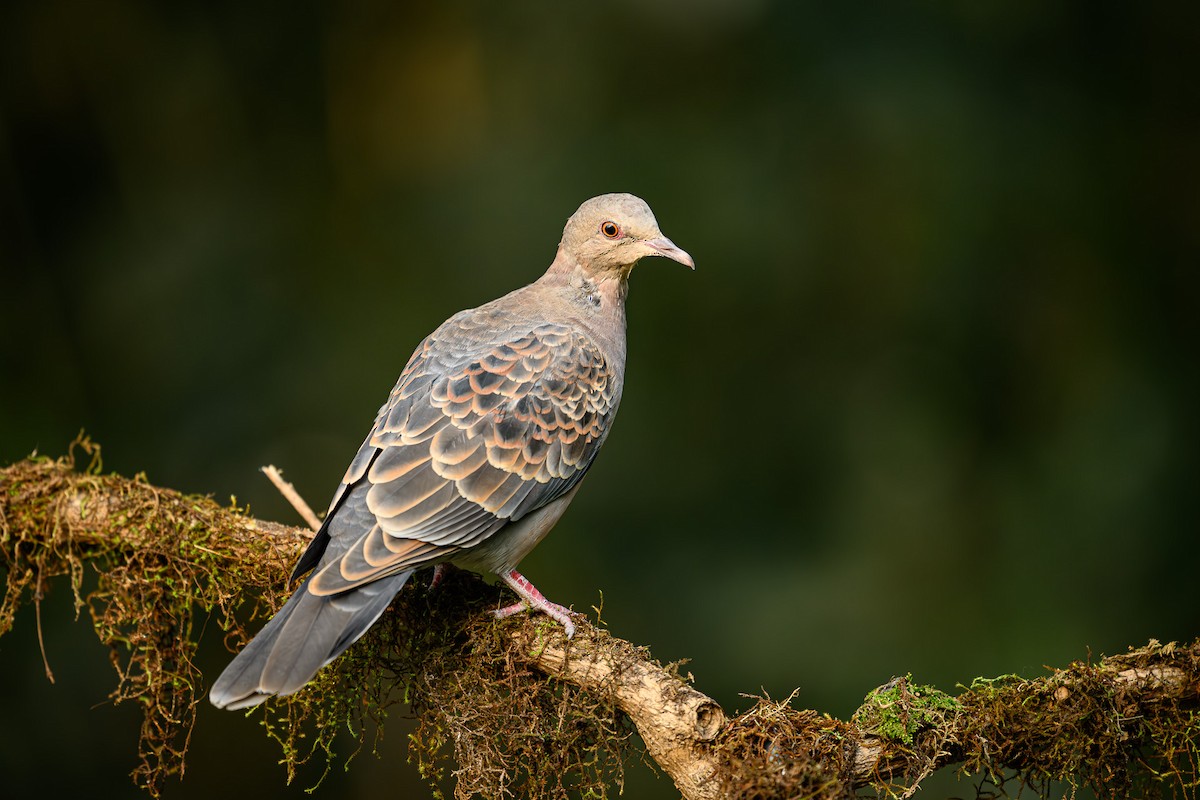 Дорнын хүүрзгэнэ - ML617661138