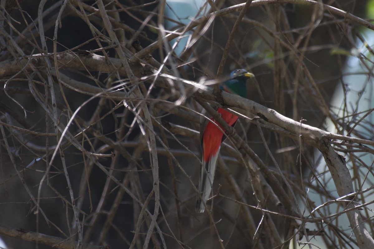 trogon africký - ML617661156