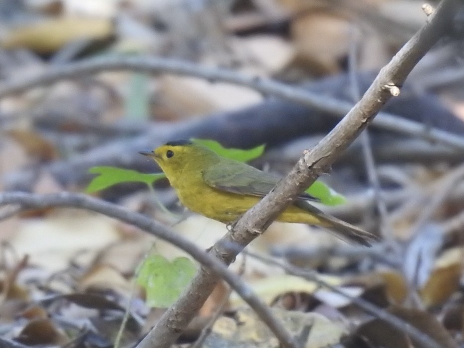 lesňáček čepičatý - ML617661165