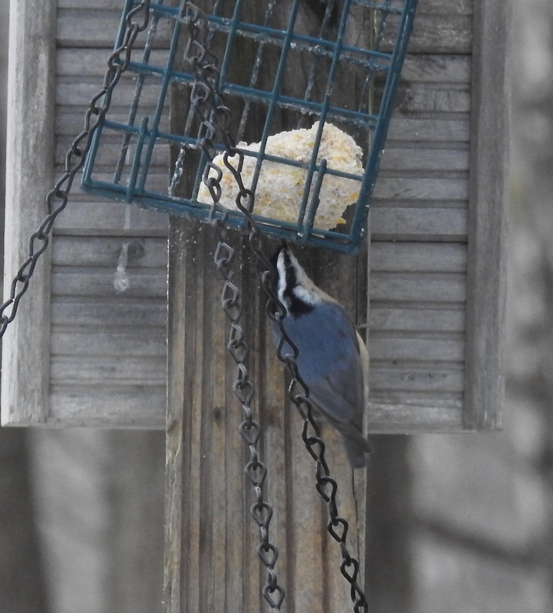 Red-breasted Nuthatch - ML617661175