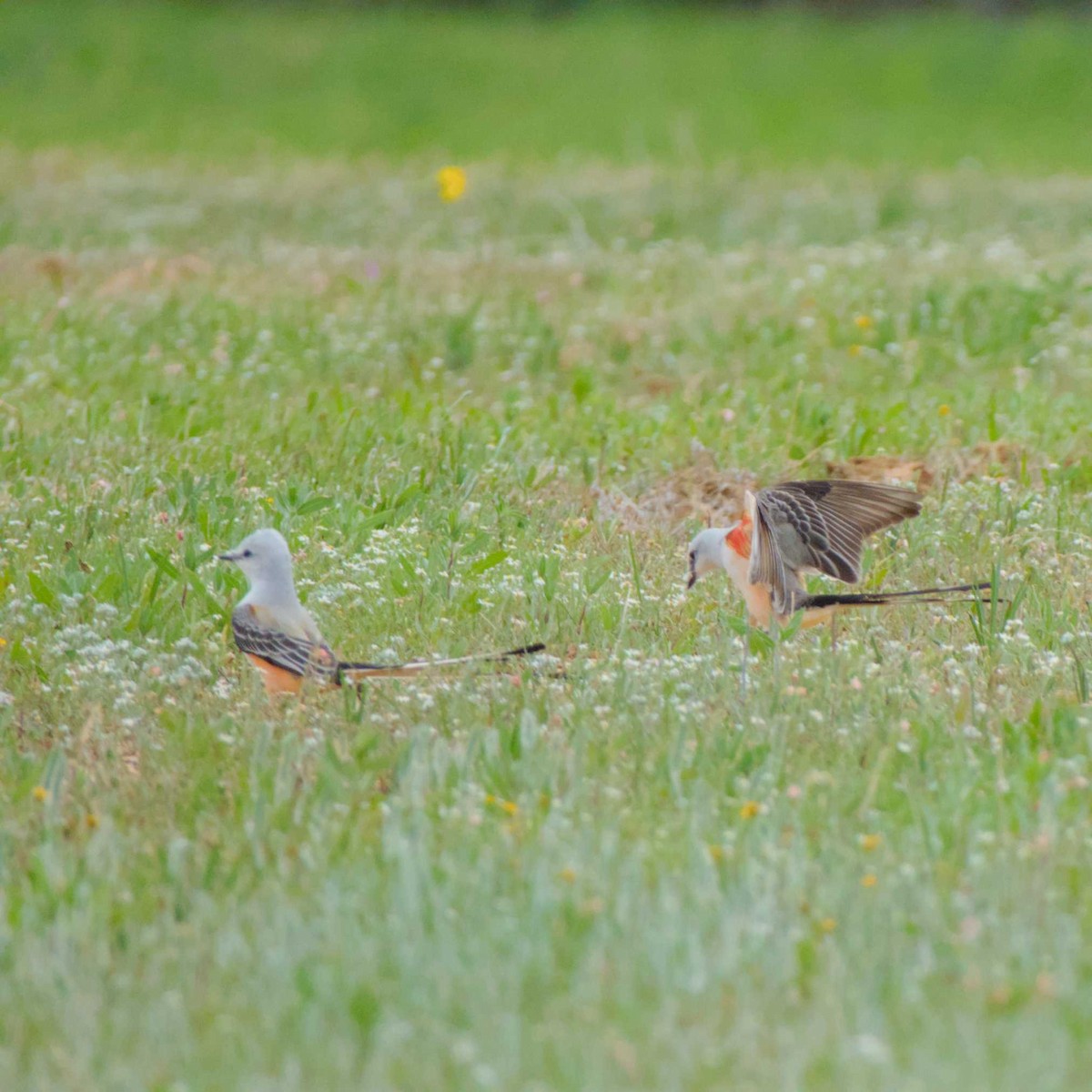 Scissor-tailed Flycatcher - ML617661195