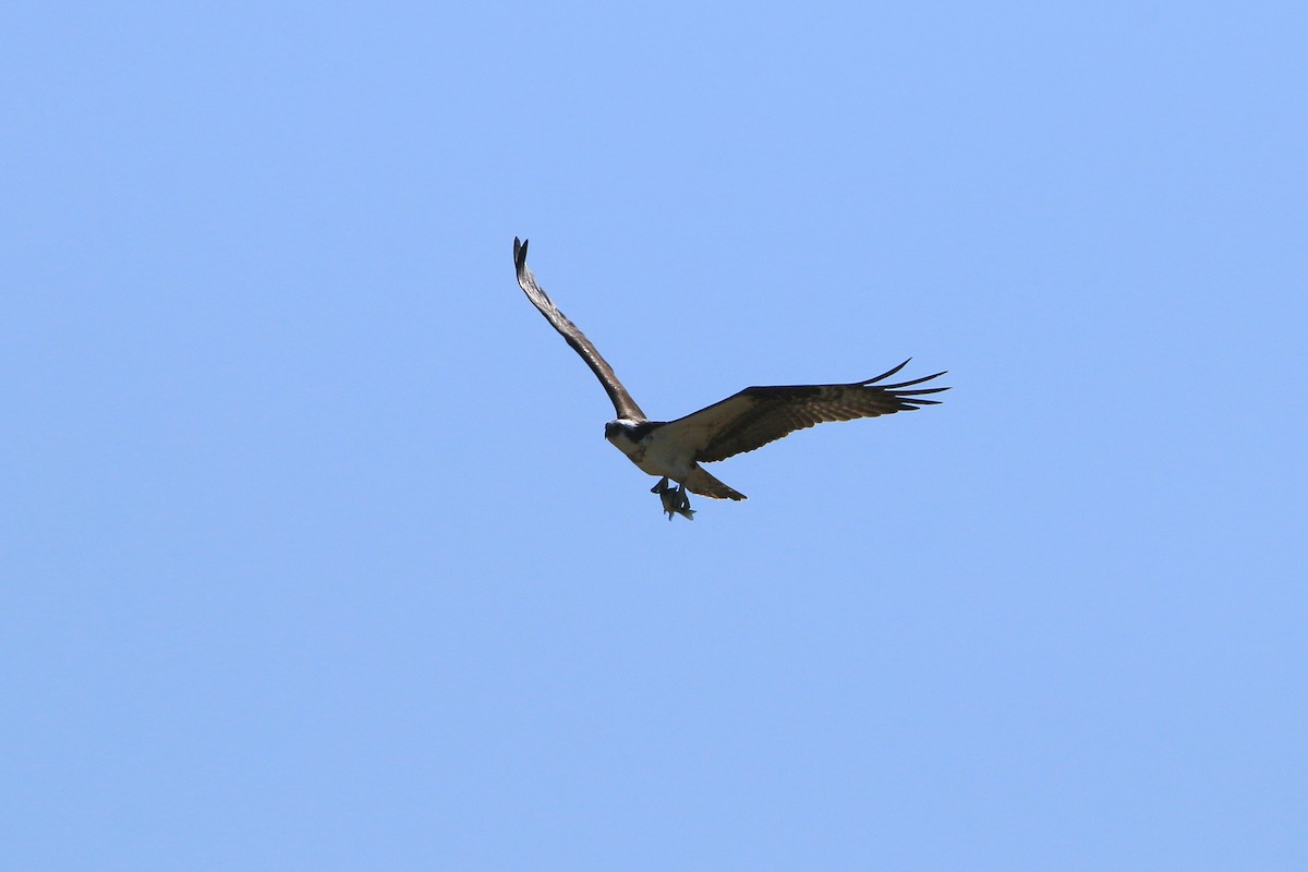 Águila Pescadora - ML617661214