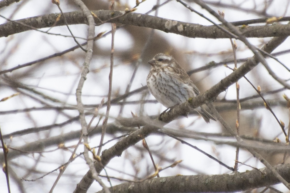 Purple Finch - ML617661217