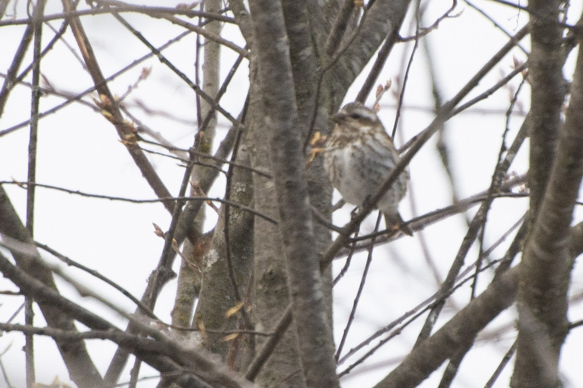 Purple Finch - ML617661218