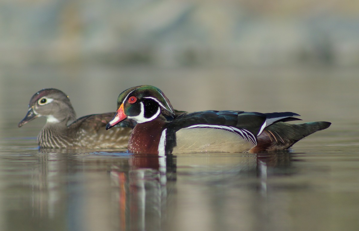 Wood Duck - ML617661225