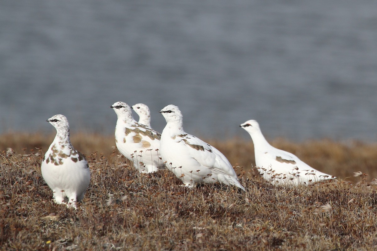 Rock Ptarmigan - ML617661312