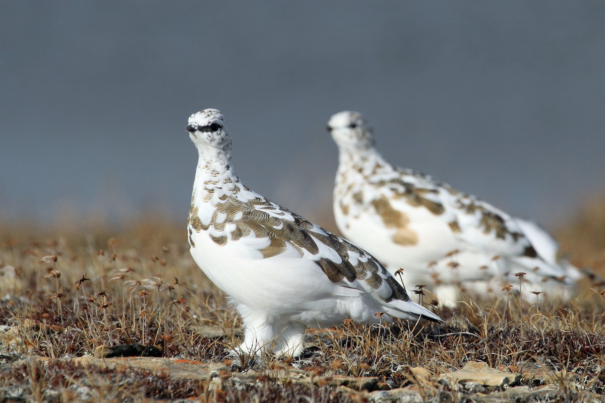 Rock Ptarmigan - ML617661314