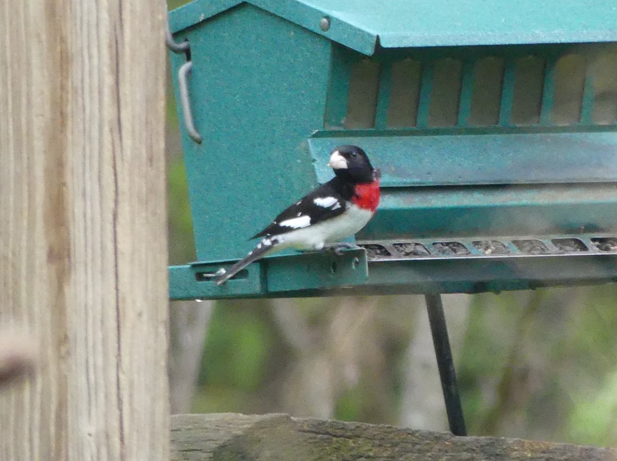 Rose-breasted Grosbeak - ML617661335